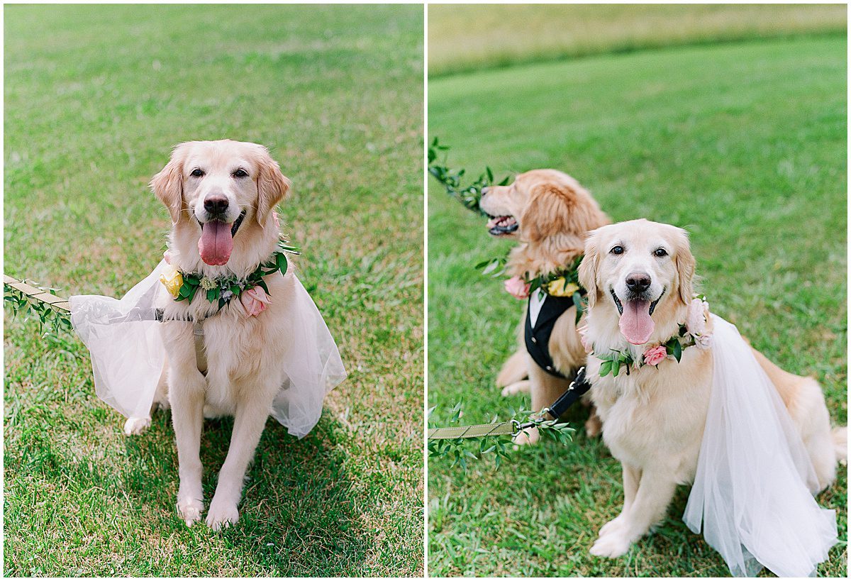 Couples Golden Retrievers in Vest and Veil at The Ridge Asheville Photos