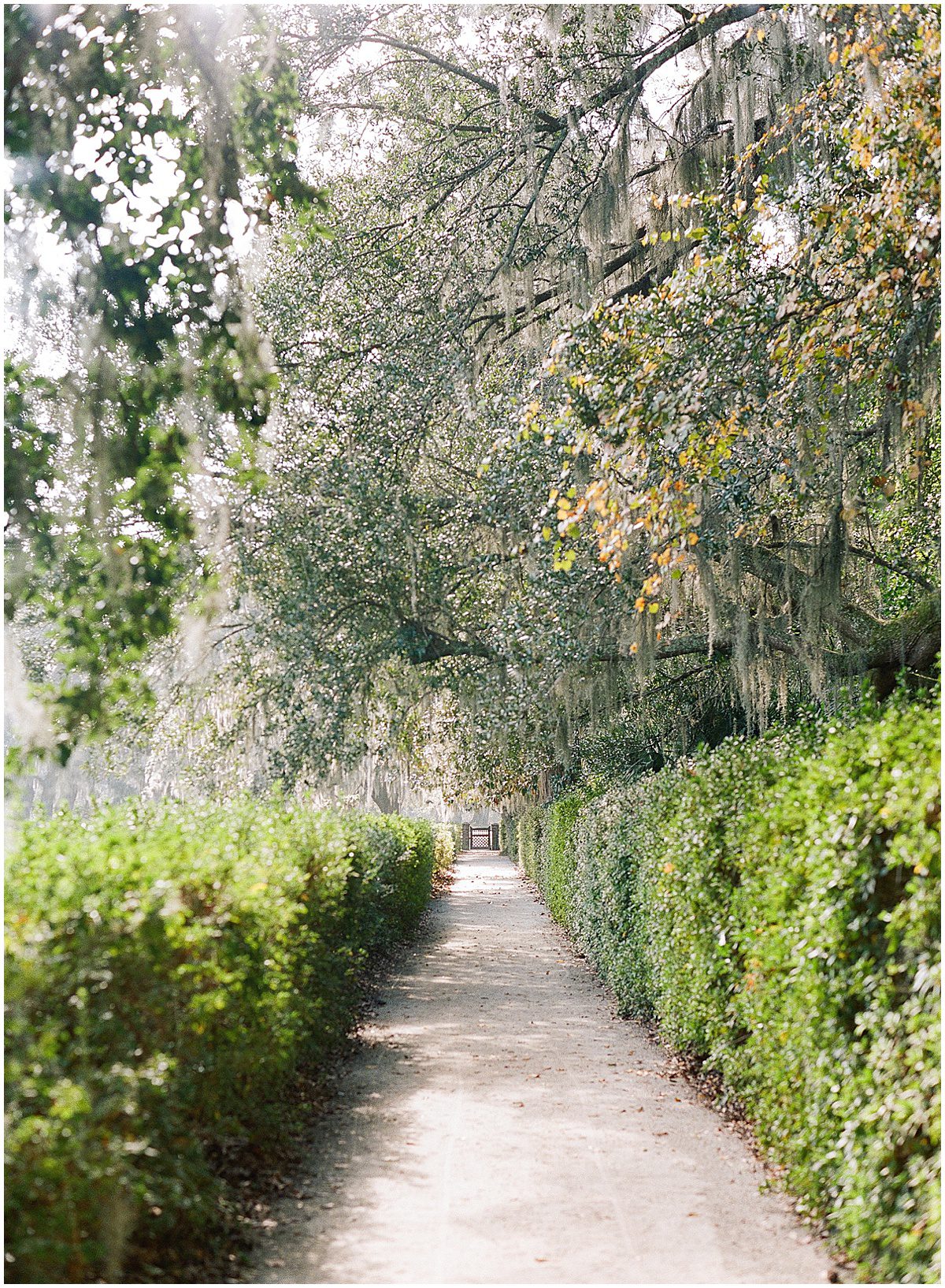 Alley with shrubs and Spanish Moss at Middleton Place Photo