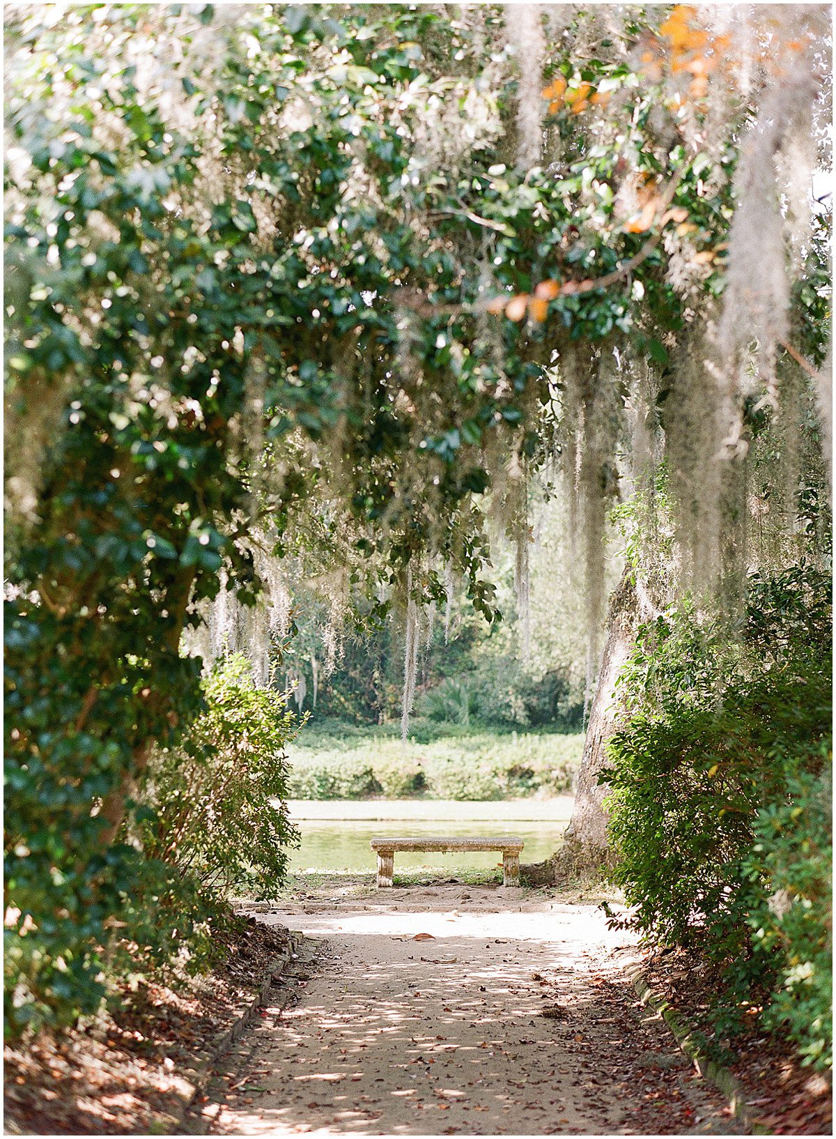 Spanish Moss in Trees and Bench By Refection Pool at Middleton Place Photo