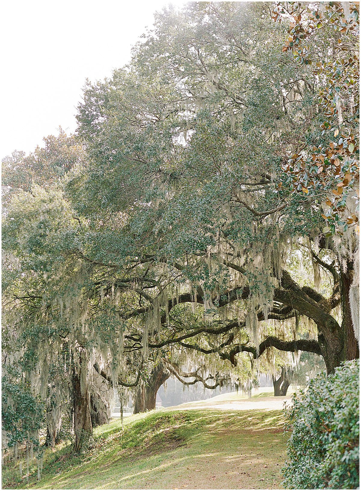 Spanish Moss Dripping Trees at Middleton Place Gardens Photo