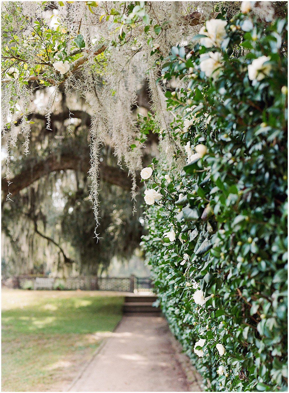 Pathway at Middleton Place Photo