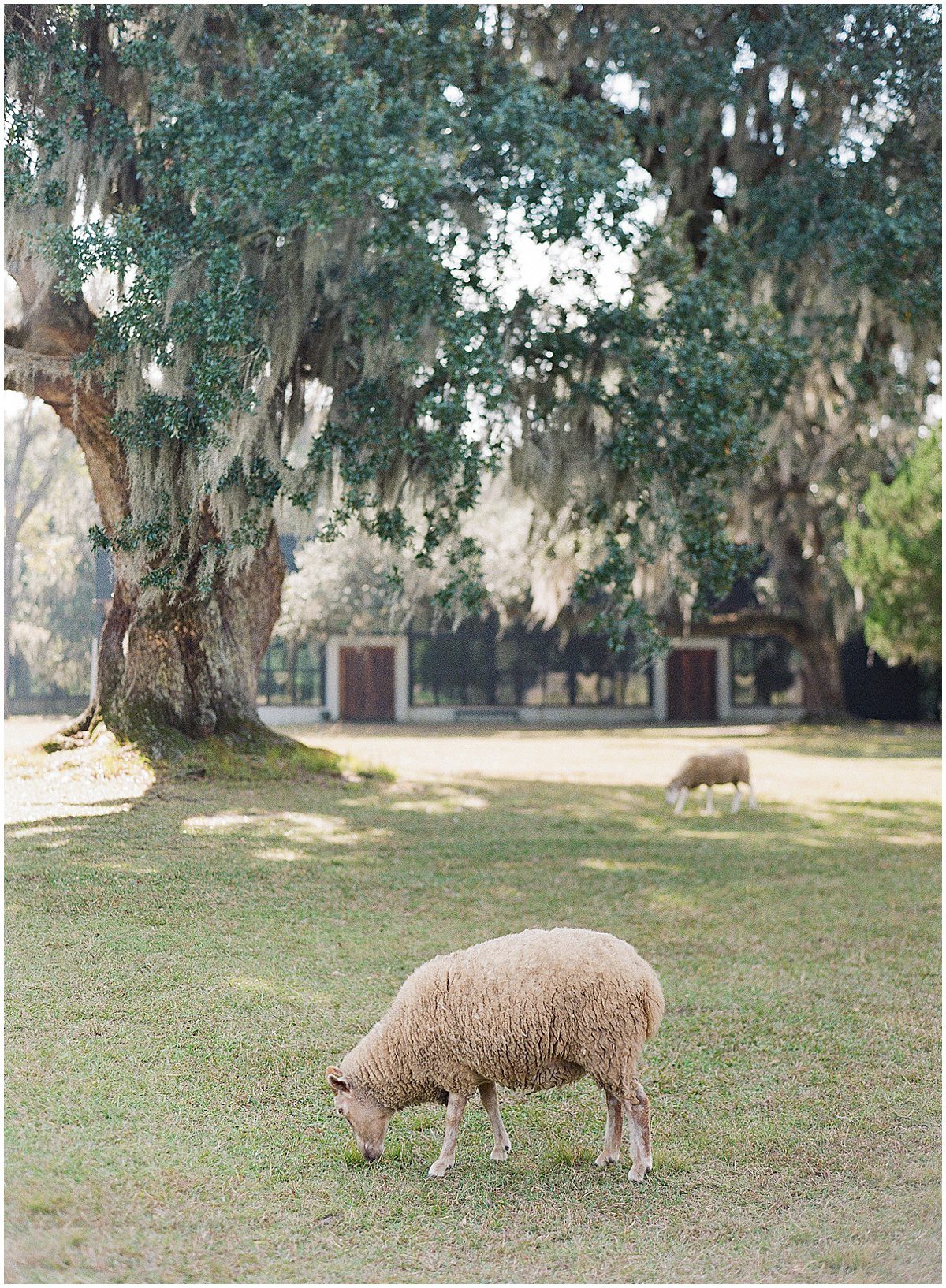 Sheep at Middleton Place Photo