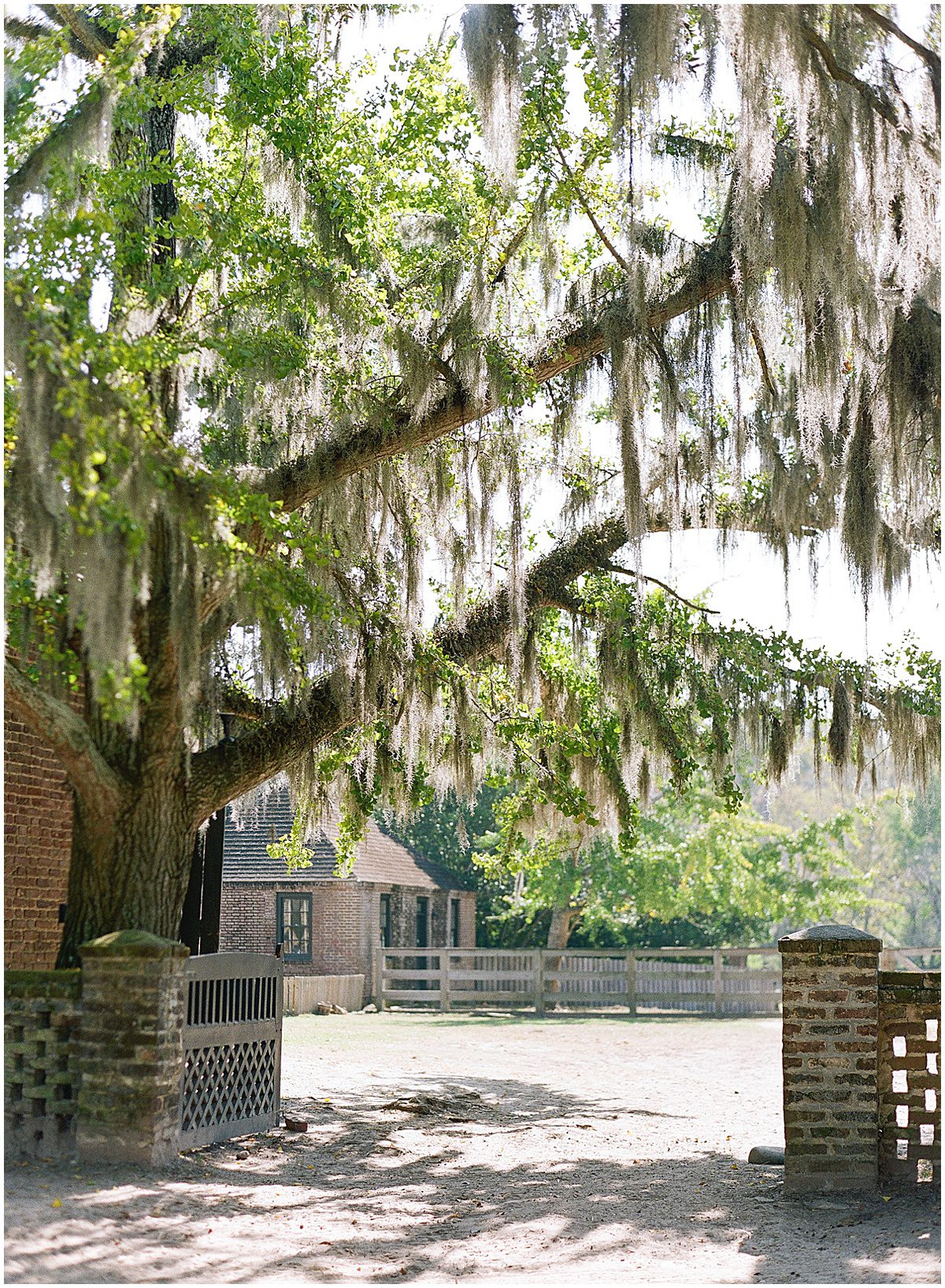 Barn at Middleton Place Gate and Spanish Moss Tree Photo