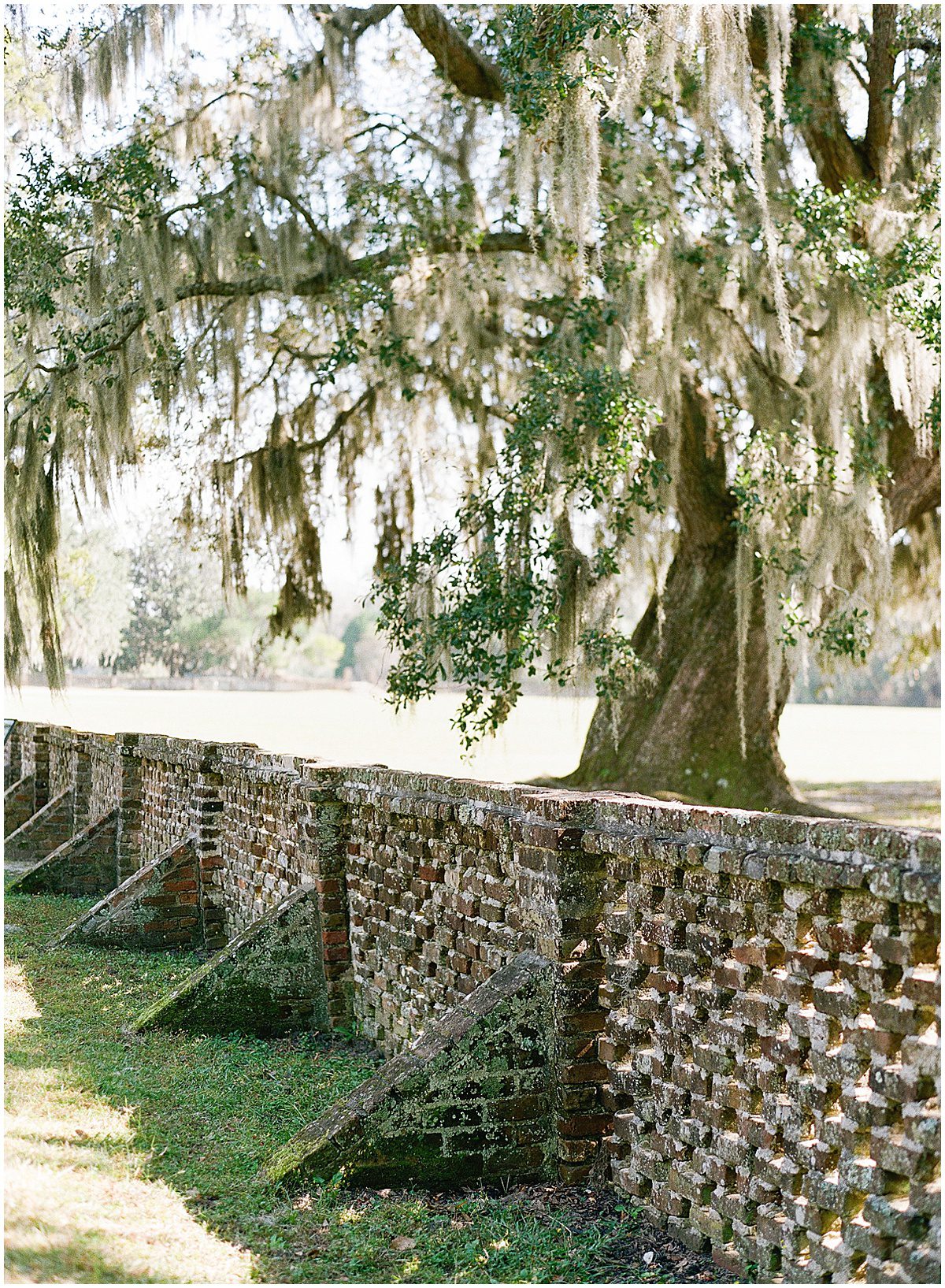 Brick Wall and Tree with Spanish Moss at Middleton Place Photo