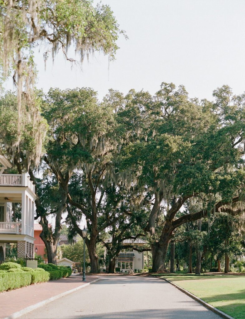 Road in Palmetto Bluff with Large Trees