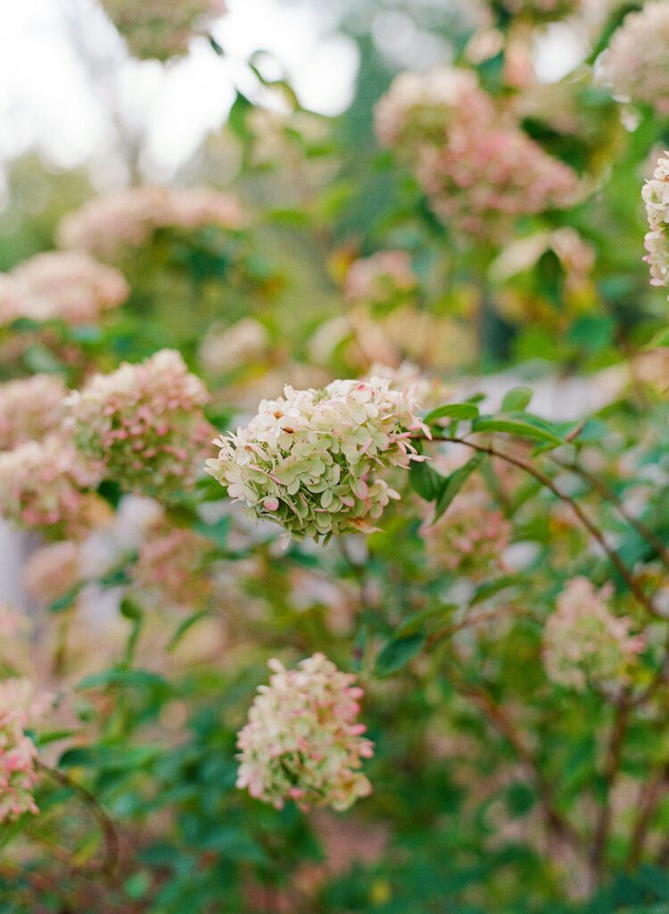 Hydrangeas