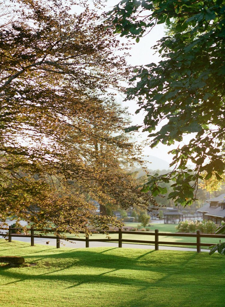 Sun Filtering through trees