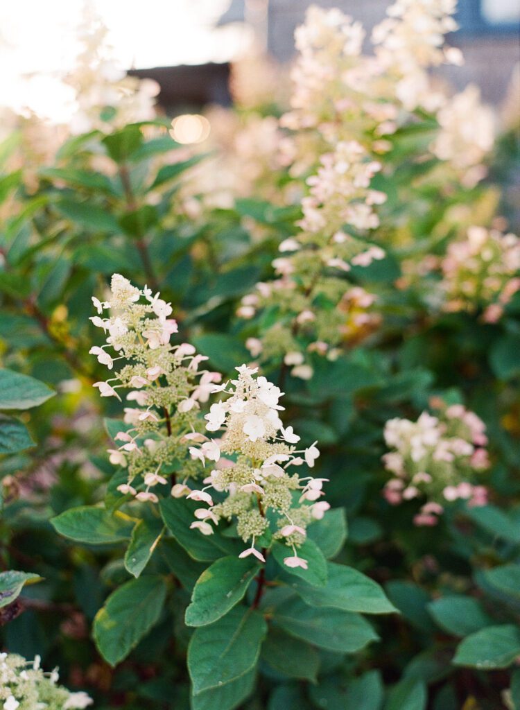 Hydrangeas