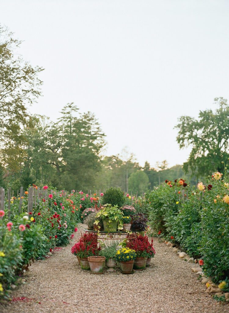 Dahlia Garden at High Hampton Resort