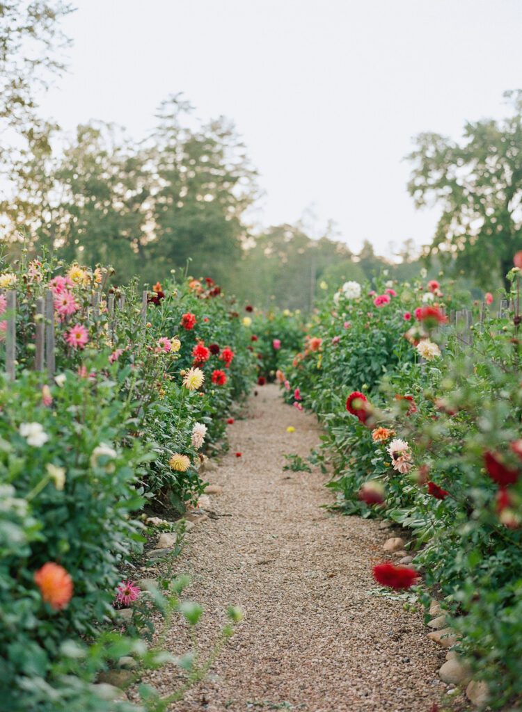 Dahlia Garden at High Hampton Resort