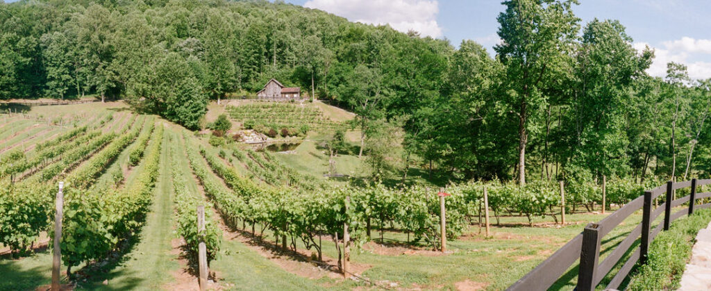 Vineyard at High Holly 