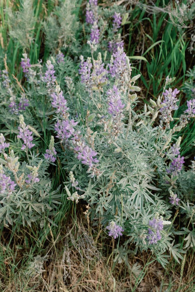 purple flowers