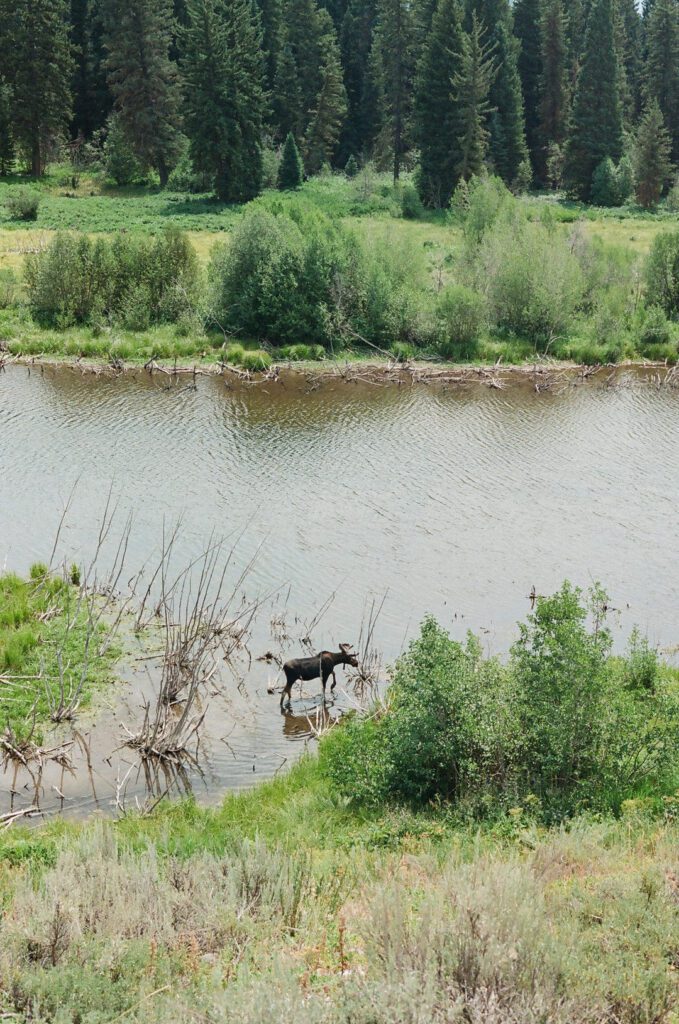 Moose in Grand Teton National Park