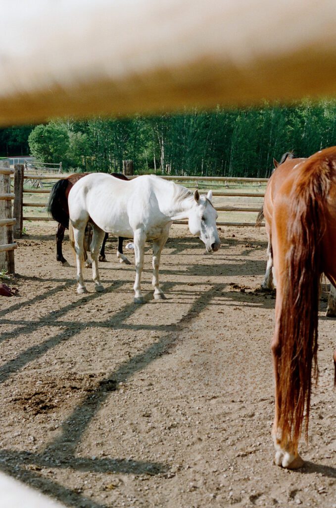 Horses