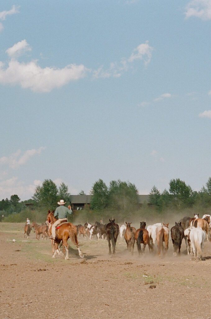 Cowboys rounding up horses in Jackson Hole Wyoming