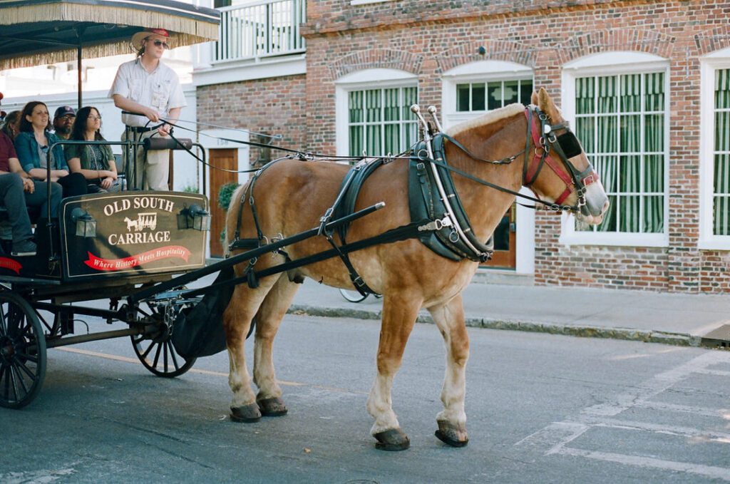 horse-drawn carriage in Charleston