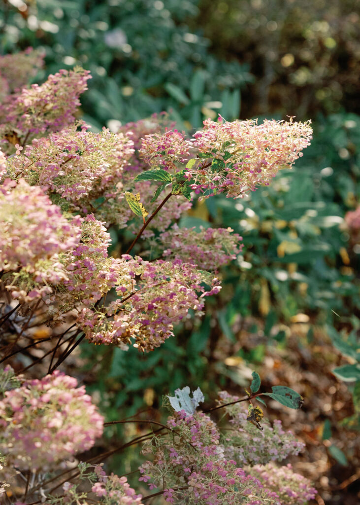 hydrangeas