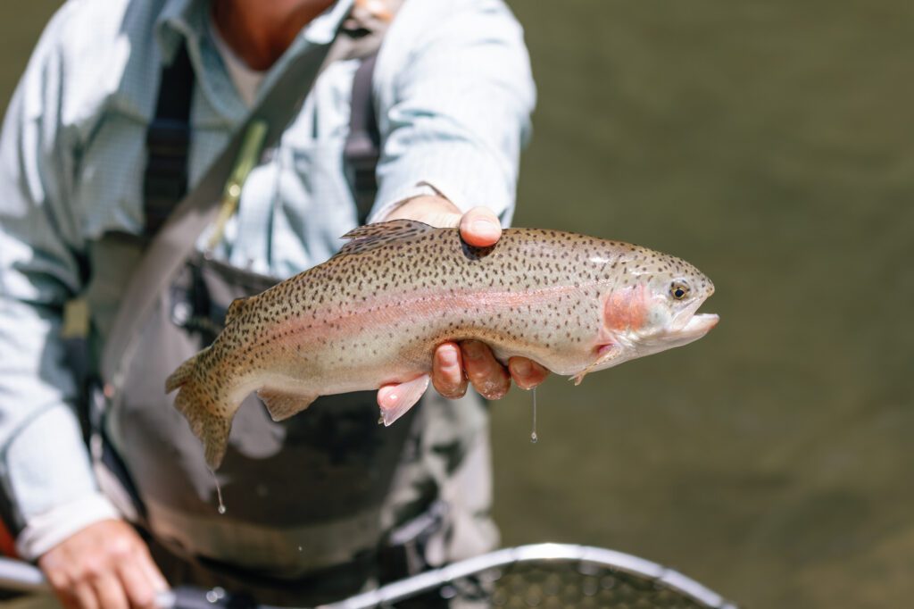 rainbow trout