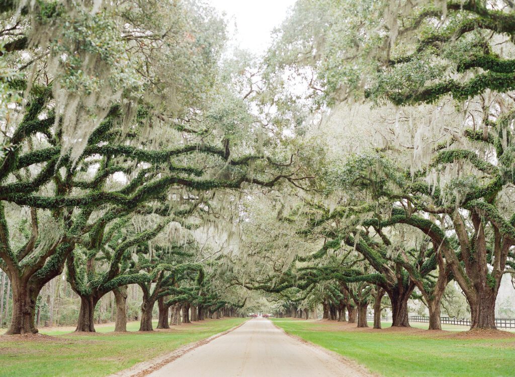 Boone Hall Plantation in Mount Pleasant 
